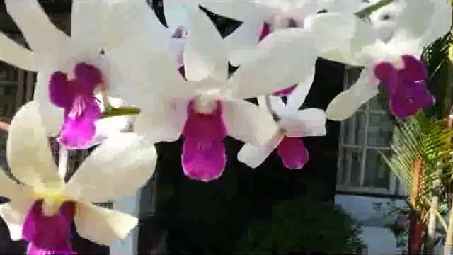 Plenty Blooms! Dendrobium species & Hybrid attached to the dead tree - Grow orchid on the tree смотреть онлайн