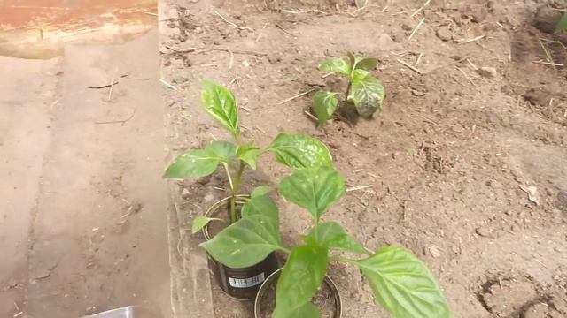 Первый урожай! Добралась до теплицы/ Высаживают огурцы, кабаки и тыкву! смотреть онлайн