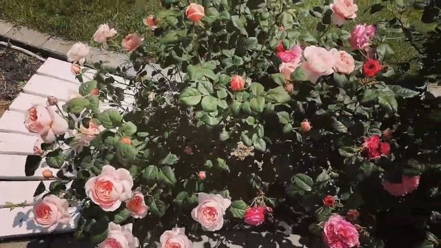 Самые первые и красивые розы моего сада смотреть онлайн
