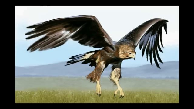 Рисуем птицу - Орёл(Беркут)/Eagle(Aquila chrysaetos) смотреть онлайн