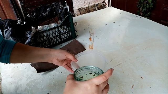 Технология посева можжевельников смотреть онлайн