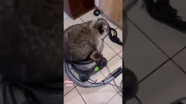 Енот Лёня смотреть онлайн
