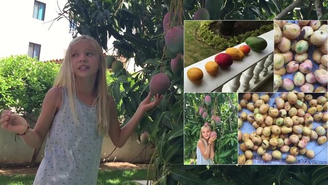 Влог из Доминиканы. Я живу в Доминикане. Как растут манго в Доминикане. смотреть онлайн