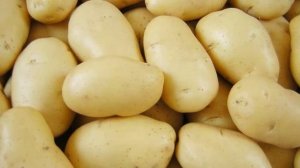 Королева Анна Картофель Описание Вкусовые Качества