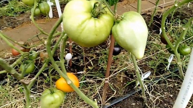 Томат Полуночное солнце (Midnight Sun). смотреть онлайн