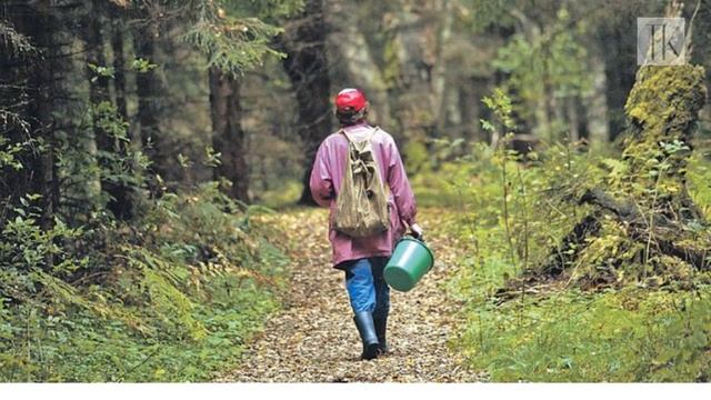 Осенью запретят собирать грибы и ягоды №675 смотреть онлайн