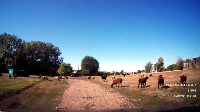 на сельской улице отара овец there is a flock of sheep on a rural street смотреть онлайн