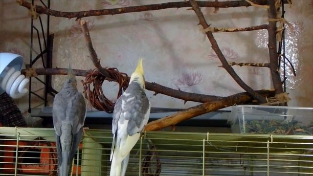 Реакция корелл Бони и Яши на первую копошилку. смотреть онлайн