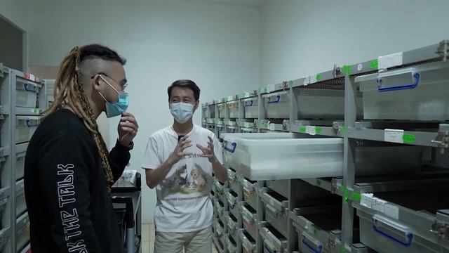 PENCIPTA MORPH BALLPYHTON PERTAMA DI INDONESIA SAMPE DIAKUI DUNIA!!! смотреть онлайн