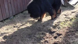 Щенки Тибетского мастифа.