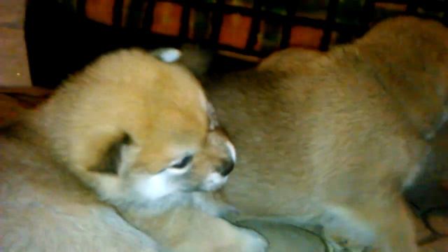 #Shiba inu #puppies #are 28 days. #Game #Сиба ину маленькие смотреть онлайн