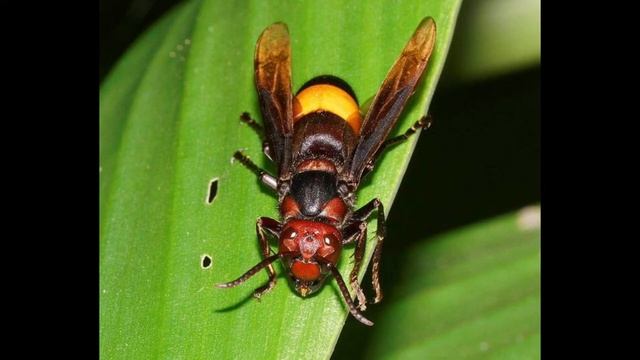 Кто такие шершни и чем опасно их распространение по всему миру? смотреть онлайн