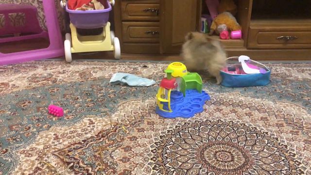 Жадная Женни#карликовый шпиц. pomeranian dog-3 month