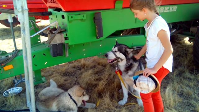 Хаски против маламута! Жесть...!