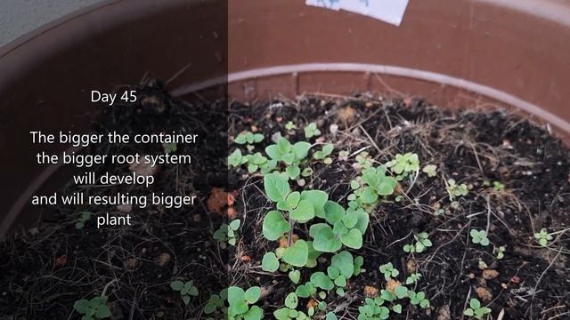 How to grow Oregano (Greek Oregano) смотреть онлайн