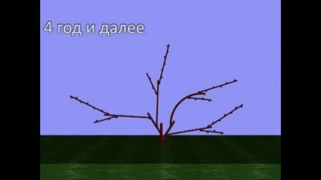 Обрезка и формировка винограда Веерная форма смотреть онлайн