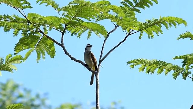 " Я слегка земли касаясь" . Стихи Яны Басист смотреть онлайн