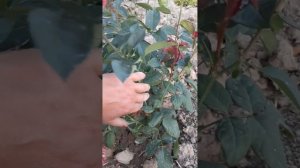 Роза АНРИ МАТИСС. 2023г.