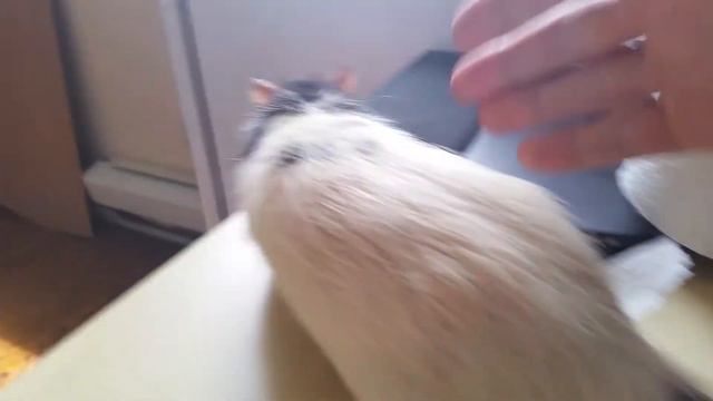 Крыс Чиба хрюкает - rat Chib making "monkey noises"? смотреть онлайн