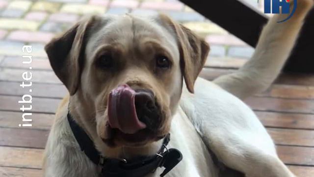 Знайшовся лабрадор Хатіко, якого шукали більше 2-х тижнів смотреть онлайн