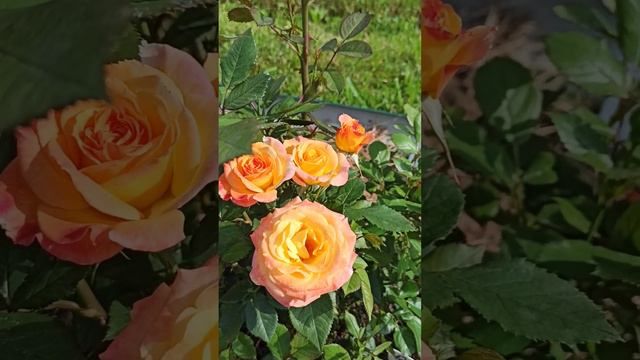 Роза Gartenspass Гартеншпасс #розы смотреть онлайн