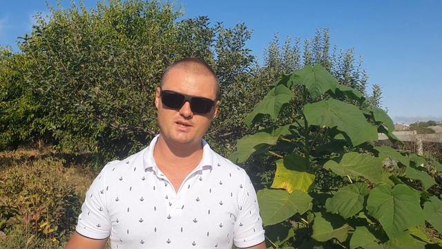 Достоинства и недостатки осенней высадки павловнии. смотреть онлайн