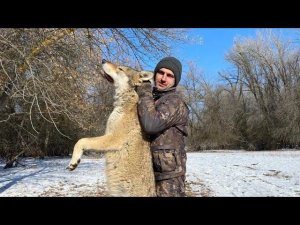 охота на волка в Астрахани.