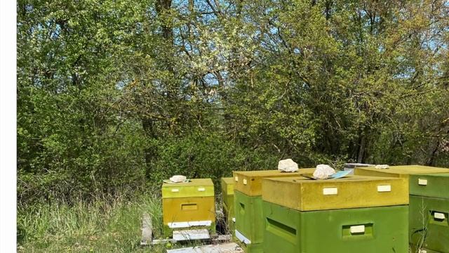 УКРАЛИ ПАСЕКУ  2-е мая 2020 помогите найти 25 ульев