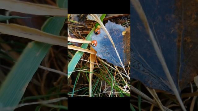 красивое видео релакс. просто мой День????❤️?