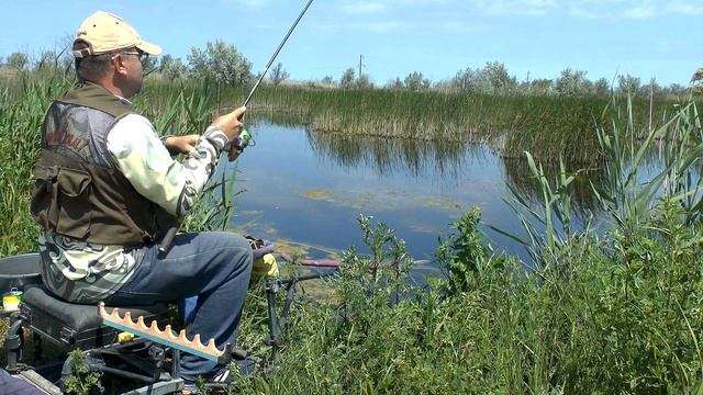 Ловля огромных карасей в сильно заросшем водоеме. Рыбалка на карася фидером в траве смотреть онлайн