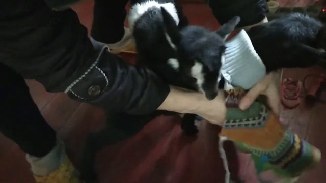 В мире животных. Козявки смотреть онлайн