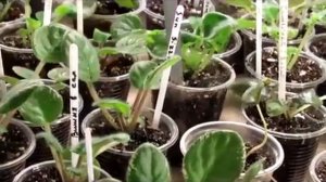 ПОЛИВАЕМ САМЫЕ МАЛЕНЬКИЕ ДЕТКИ ФИАЛОК.