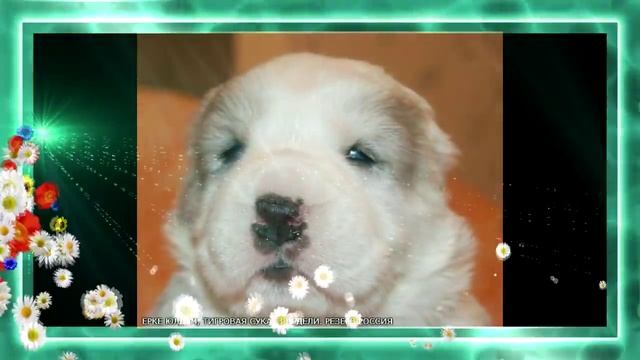 Алабайчики. Щенки алабая среднеазиатская овчарка смотреть онлайн