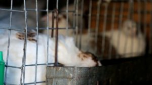 Содержание перепелов на даче