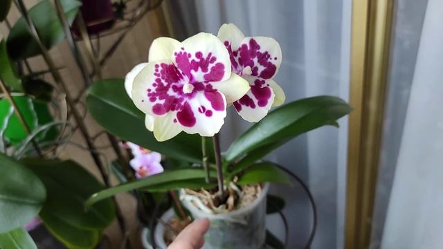 Обзор сорта Allura 'Exotic Dancer' смотреть онлайн