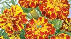 Бархатцы отклоненный Болеро ? отклоненный бархатцы Болеро обзор: как сажать, семена бархатцев Болер