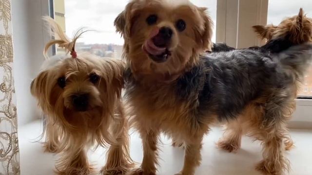 Стихотворение про снежинки смотреть онлайн