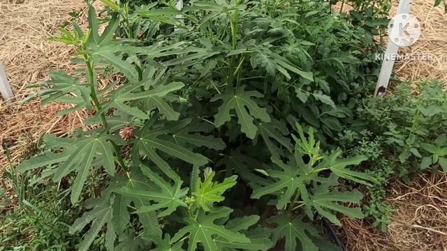 Выращивание инжира в теплице. смотреть онлайн