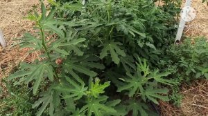 Выращивание инжира в теплице.