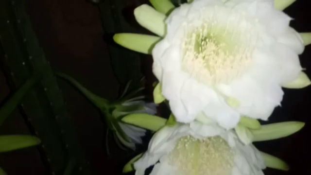 CACTO MANDACARU смотреть онлайн