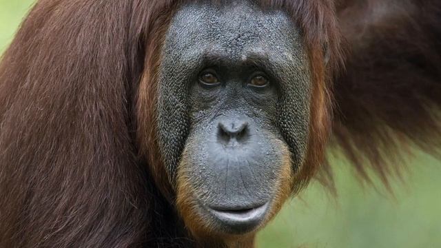 Orangutan Sounds | Орангутан звуки