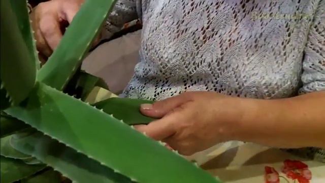 Заготавливаем листья алоэ для нового МК Натуральная косметика ручной работы смотреть онлайн