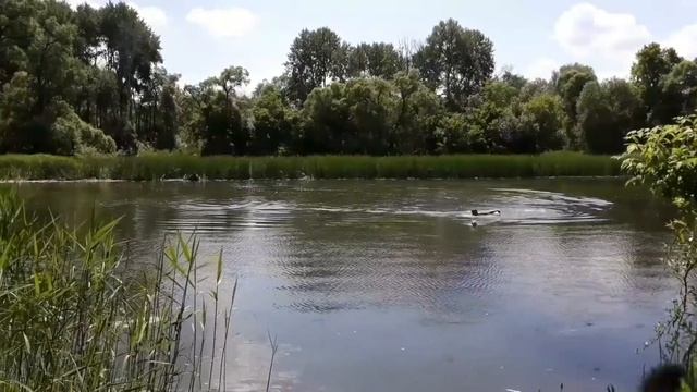 Поездка продолжается вдоль р.Ворона!Природа!Trip 2 continues along the Raven river!Nature! смотреть онлайн