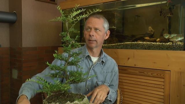 Bonsai schneiden Lonicera nitida смотреть онлайн