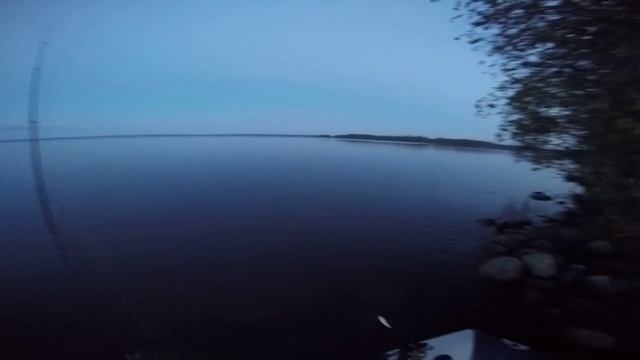 Необычное поведение рыбы - выпрыгивают из воды и ведут себя странно. смотреть онлайн