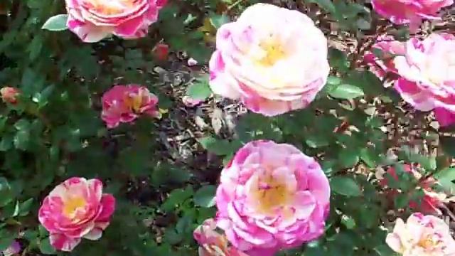 Fiesta Rose
