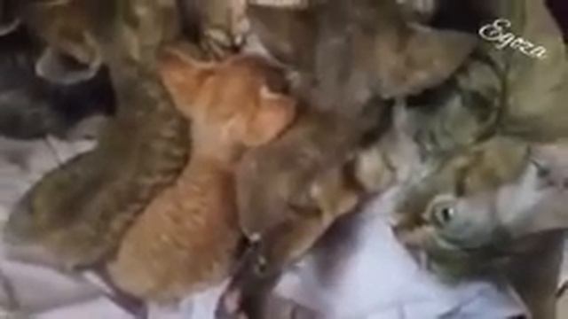 Девон рекс Соня Егоза, 1й помет смотреть онлайн