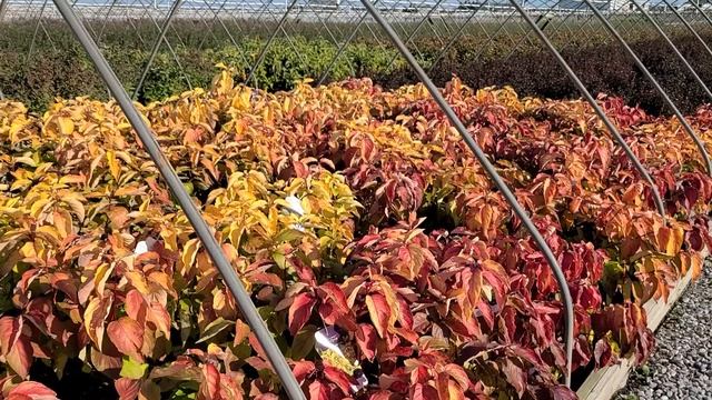 Cornus Neon Burst™ (Red Stem Dogwood) // Superb, Hardy,⭐ Easy To Grow Shrub With Multi-season Color
