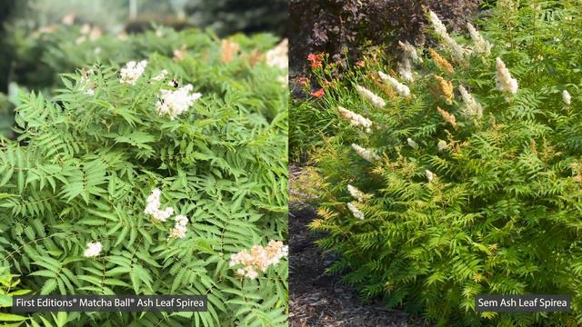 First Editions® Matcha Ball® Ash Leaf Spirea смотреть онлайн