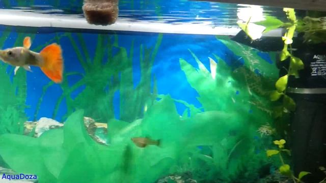 Гуппи. О уходе, содержании и размножении. смотреть онлайн